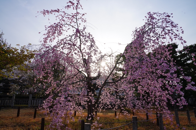 京都_桜情報_2022_23　嵯峨釈迦堂　No17