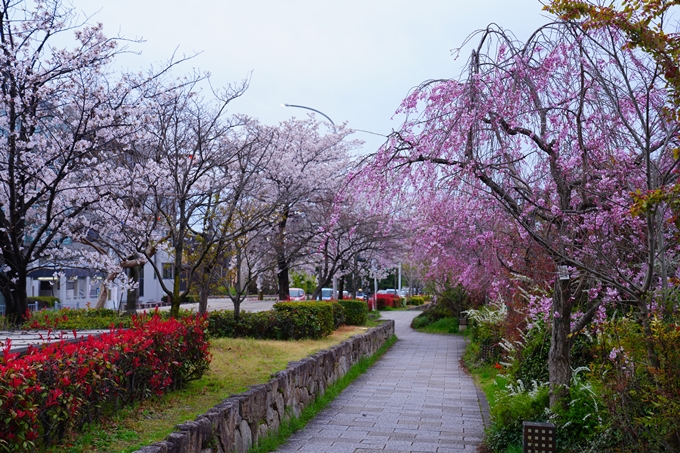 京都_桜情報_2022_24　鴨川　紅しだれ桜並木(三条京阪)　No4