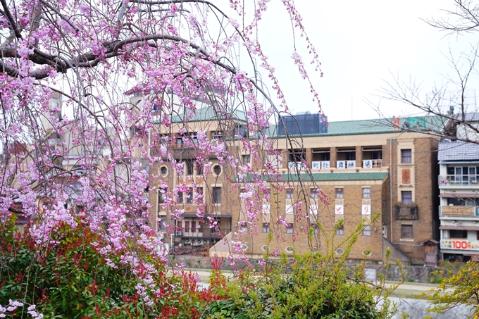 京都_桜情報_2022_24　鴨川　紅しだれ桜並木(三条京阪)　No5