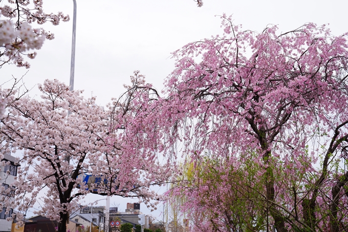 京都_桜情報_2022_24　鴨川　紅しだれ桜並木(三条京阪)　No6