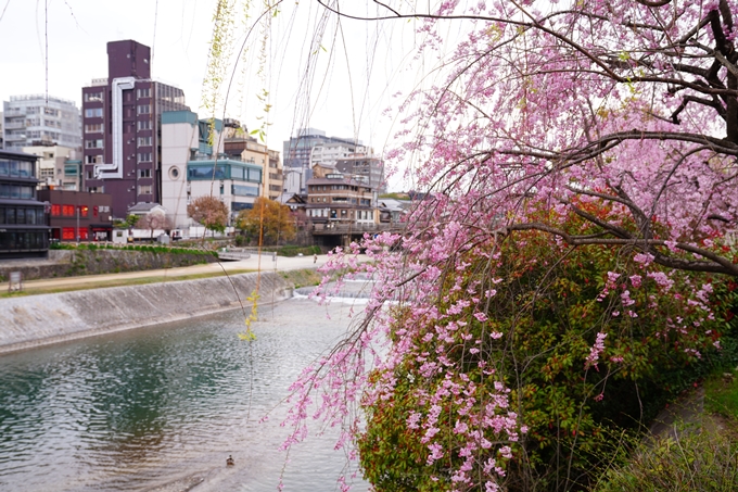 京都_桜情報_2022_24　鴨川　紅しだれ桜並木(三条京阪)　No7