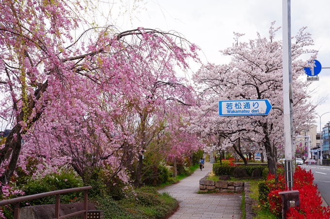 京都_桜情報_2022_24　鴨川　紅しだれ桜並木(三条京阪)　No8