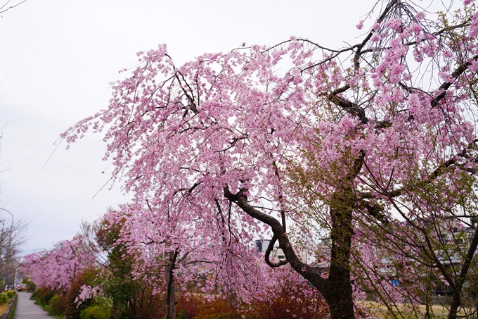 京都_桜情報_2022_24　鴨川　紅しだれ桜並木(三条京阪)　No9