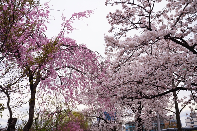 京都_桜情報_2022_24　鴨川　紅しだれ桜並木(三条京阪)　No15