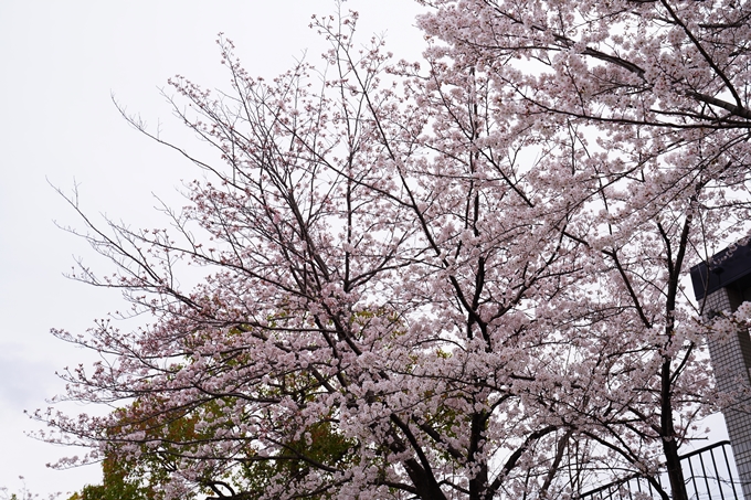 京都_桜情報_2022_24　鴨川　紅しだれ桜並木(三条京阪)　No12