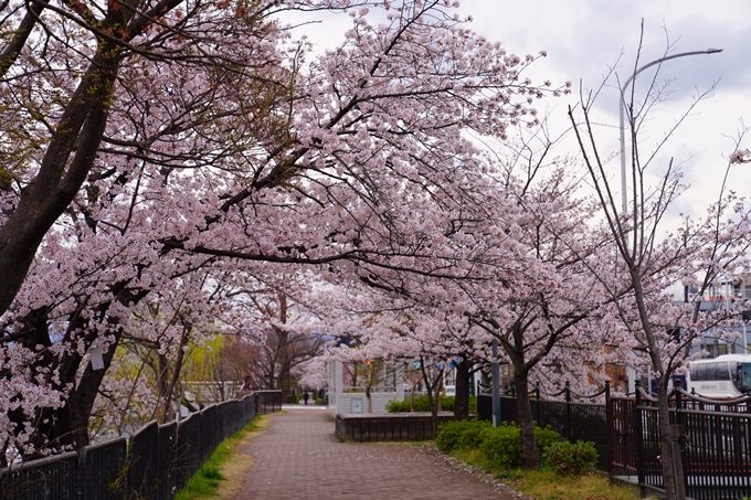 京都_桜情報_2022_24　鴨川　紅しだれ桜並木(三条京阪)　No13