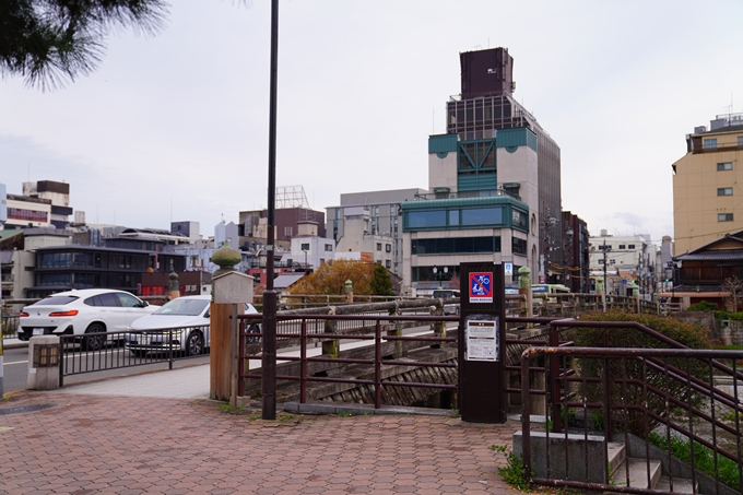 京都_桜情報_2022_24　鴨川　紅しだれ桜並木(三条京阪)　No2