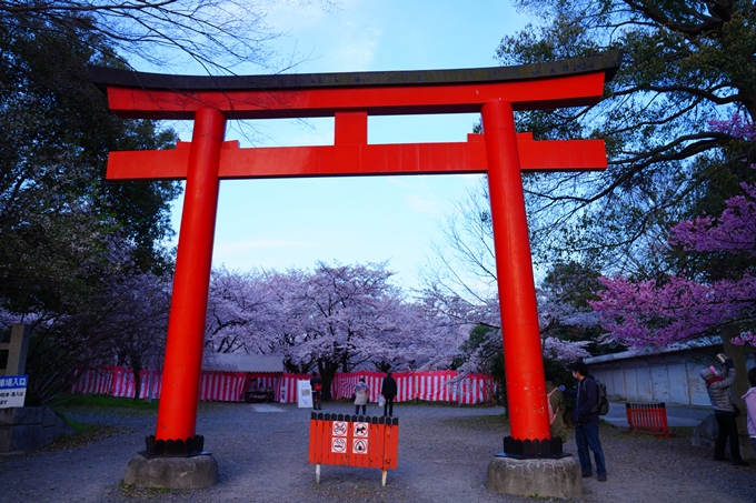 京都_桜情報_2022_25　平野神社　No2