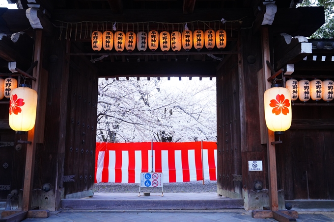 京都_桜情報_2022_25　平野神社　No3