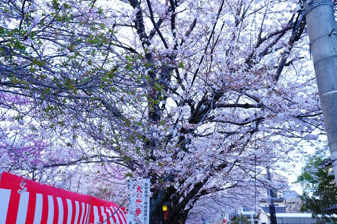 京都_桜情報_2022_25　平野神社　No4