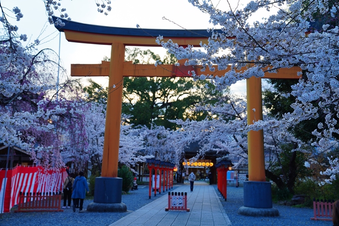 京都_桜情報_2022_25　平野神社　No5