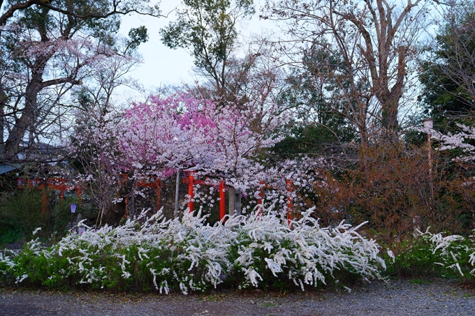 京都_桜情報_2022_25　平野神社　No6