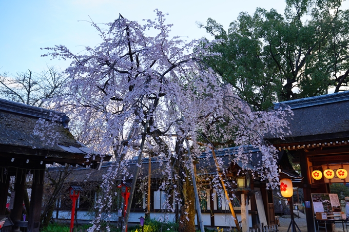 京都_桜情報_2022_25　平野神社　No7