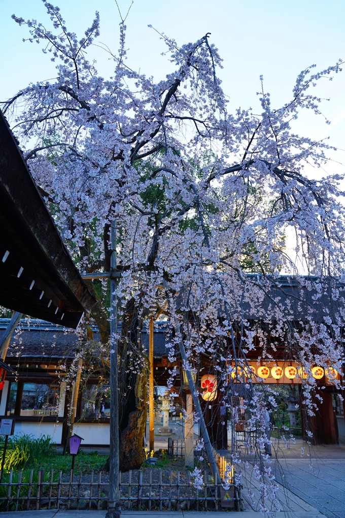 京都_桜情報_2022_25　平野神社　No8