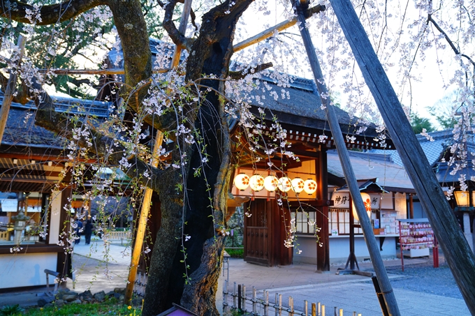 京都_桜情報_2022_25　平野神社　No9