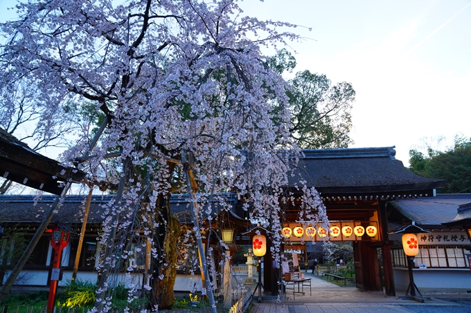 京都_桜情報_2022_25　平野神社　No10