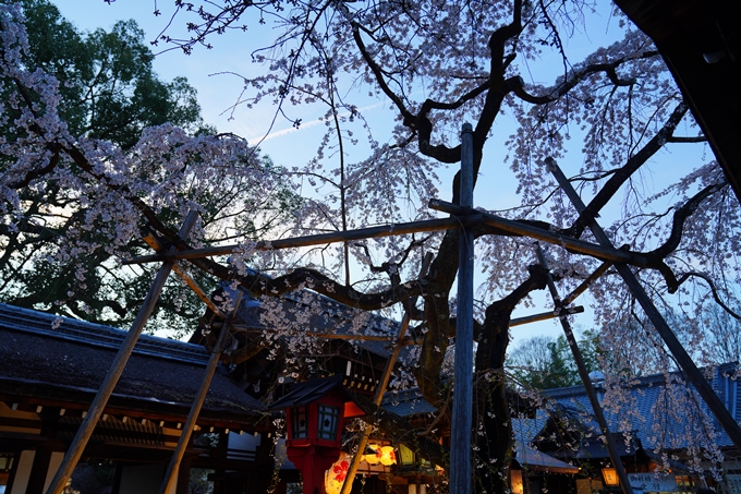 京都_桜情報_2022_25　平野神社　No11