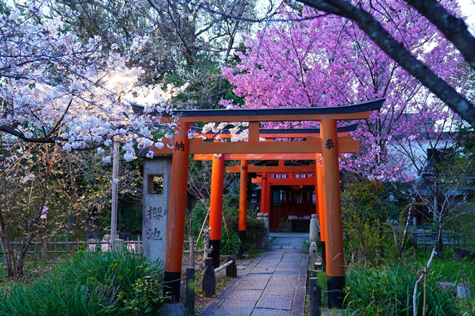 京都_桜情報_2022_25　平野神社　No12