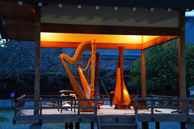 京都_桜情報_2022_25　平野神社　No14