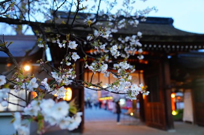 京都_桜情報_2022_25　平野神社　No15