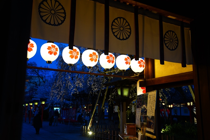 京都_桜情報_2022_25　平野神社　No16