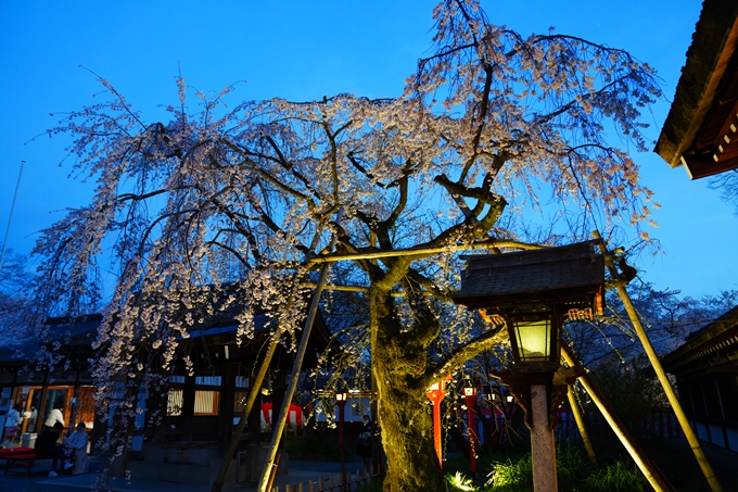 京都_桜情報_2022_25　平野神社　No17