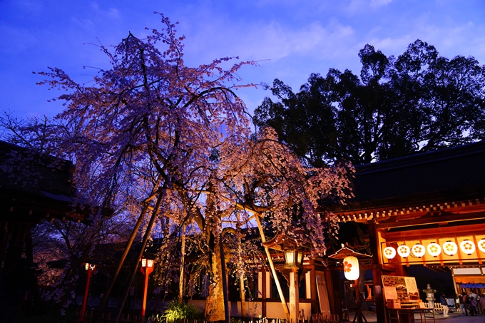 京都_桜情報_2022_25　平野神社　No18