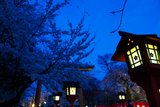 京都_桜情報_2022_25　平野神社　No19