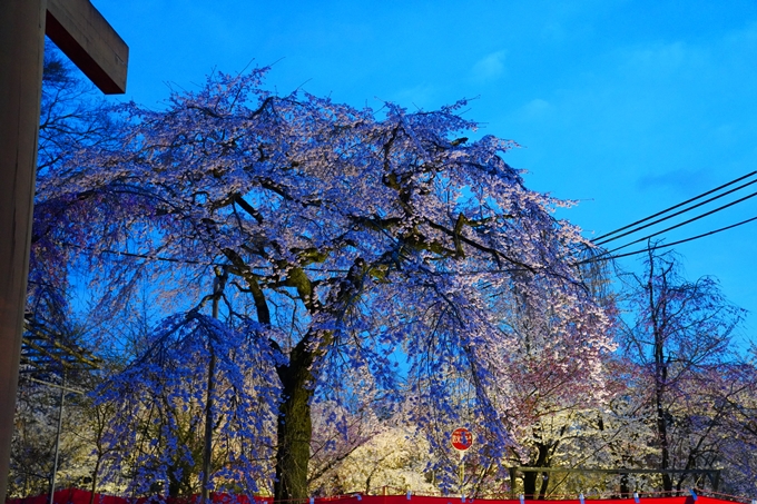 京都_桜情報_2022_25　平野神社　No20