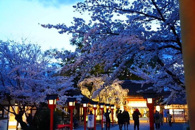 京都_桜情報_2022_25　平野神社　No21