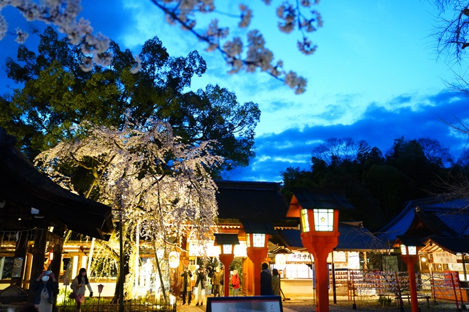 京都_桜情報_2022_25　平野神社　No23