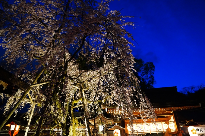 京都_桜情報_2022_25　平野神社　No24