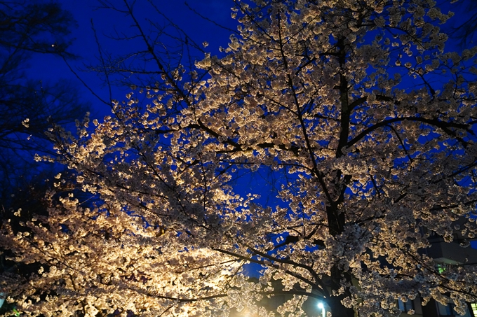 京都_桜情報_2022_25　平野神社　No25