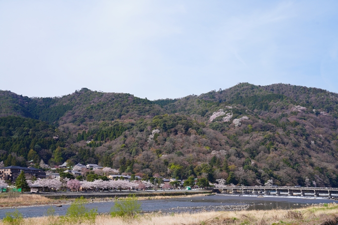 京都_桜情報_2022_26　嵐山公園　No2