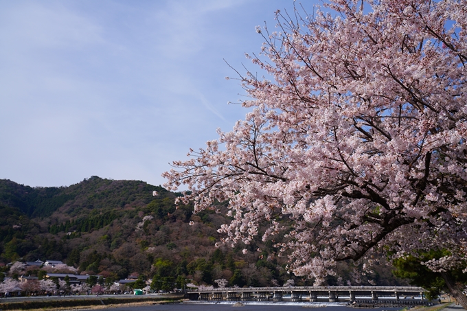 京都_桜情報_2022_26　嵐山公園　No3