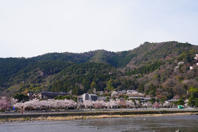 京都_桜情報_2022_26　嵐山公園　No4