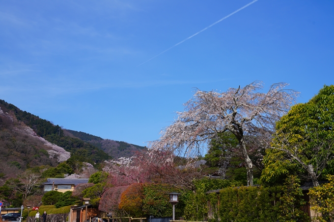 京都_桜情報_2022_26　嵐山公園　No6