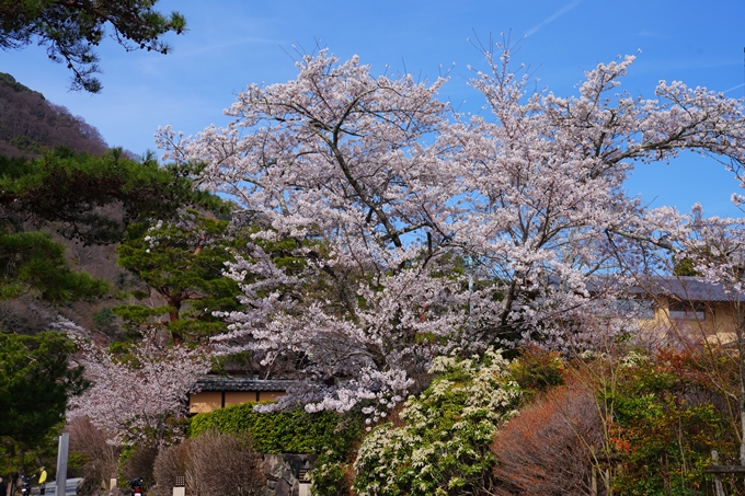 京都_桜情報_2022_26　嵐山公園　No7