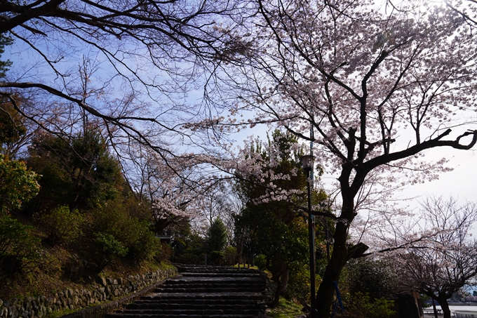 京都_桜情報_2022_26　嵐山公園　No8