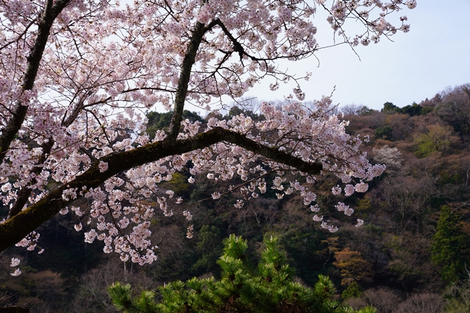 京都_桜情報_2022_26　嵐山公園　No9