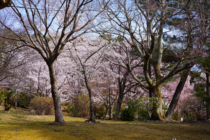 京都_桜情報_2022_26　嵐山公園　No10