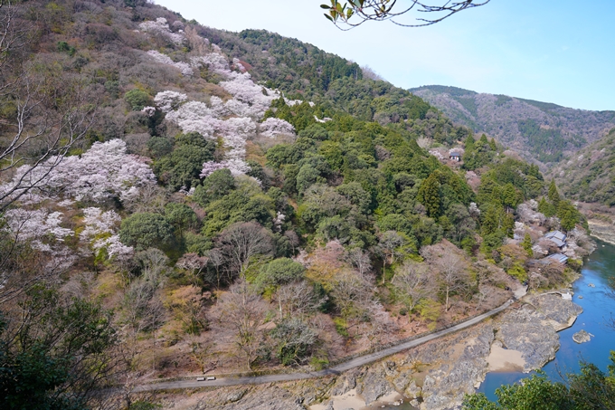 京都_桜情報_2022_26　嵐山公園　No11