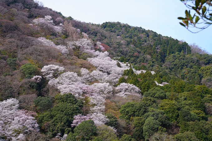 京都_桜情報_2022_26　嵐山公園　No12