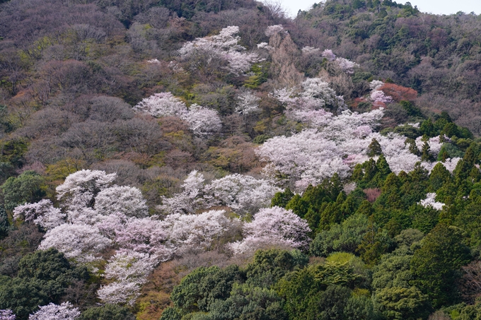 京都_桜情報_2022_26　嵐山公園　No14