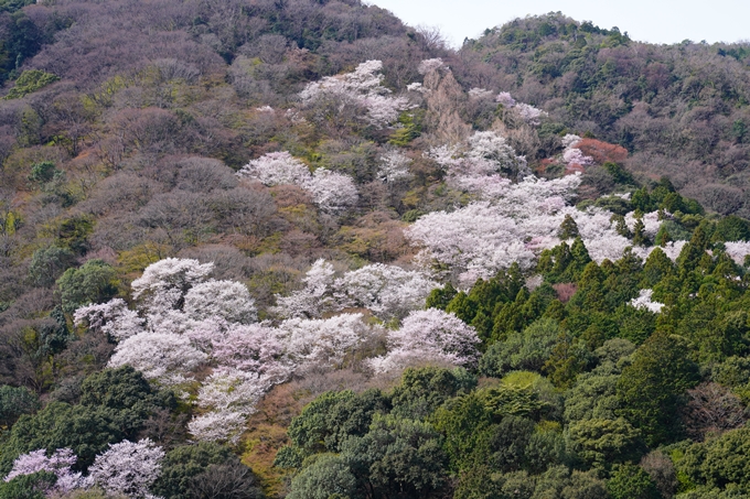 京都_桜情報_2022_26　嵐山公園　No16