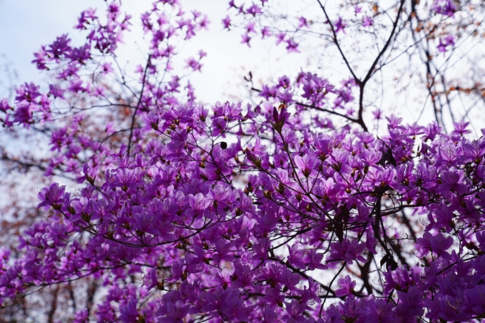 京都_桜情報_2022_26　嵐山公園　No17