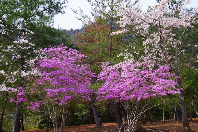 京都_桜情報_2022_26　嵐山公園　No18