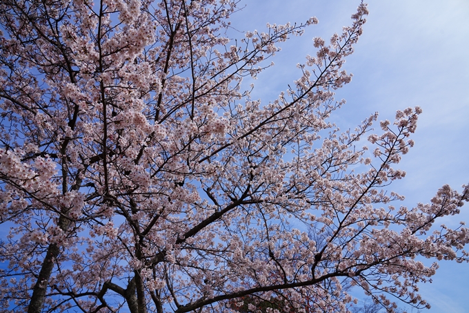 京都_桜情報_2022_26　嵐山公園　No19