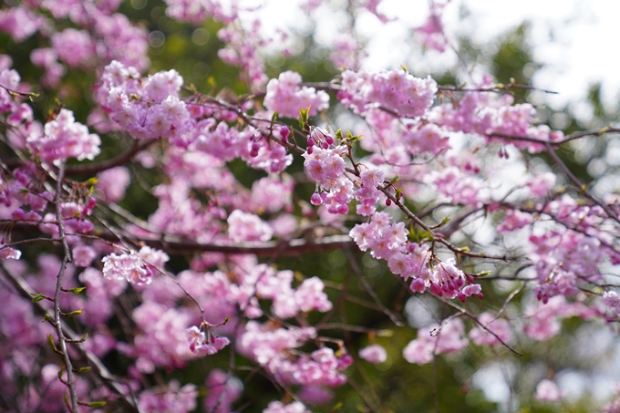 京都_桜情報_2022_26　嵐山公園　No20