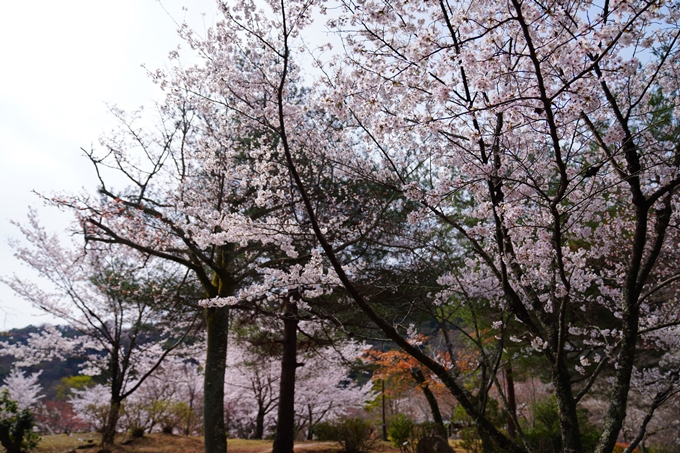 京都_桜情報_2022_26　嵐山公園　No21